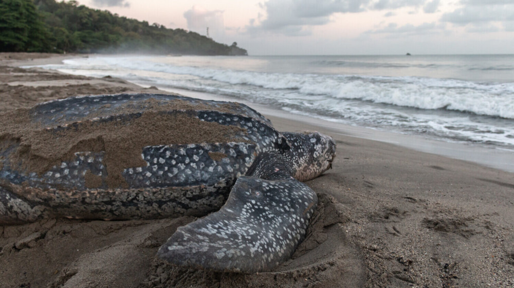 Rare Leatherback Sea Turtle Nest Spotted on Vanderbilt Beach
