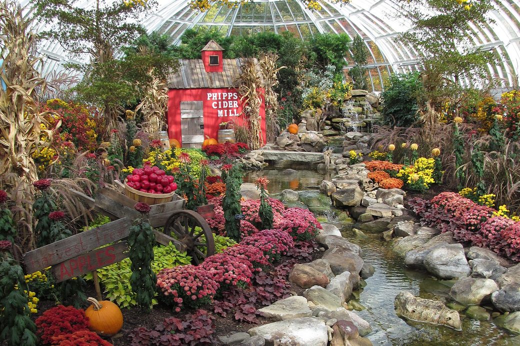 Chrysanthemums in the East Room at Phipps Conservatory during a past Fall Flower Show