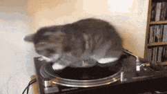 A cat spinning on a record turntable