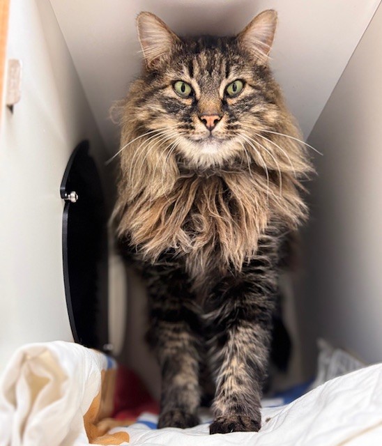 Long-haired cat with a large mane available for adoption