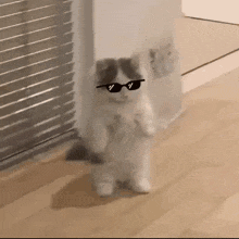 A cool cat
