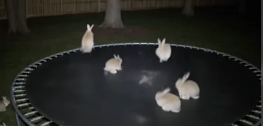 Bunnies bouncing on a backyard trampoline in fake night-vision footage no camera ever filmed