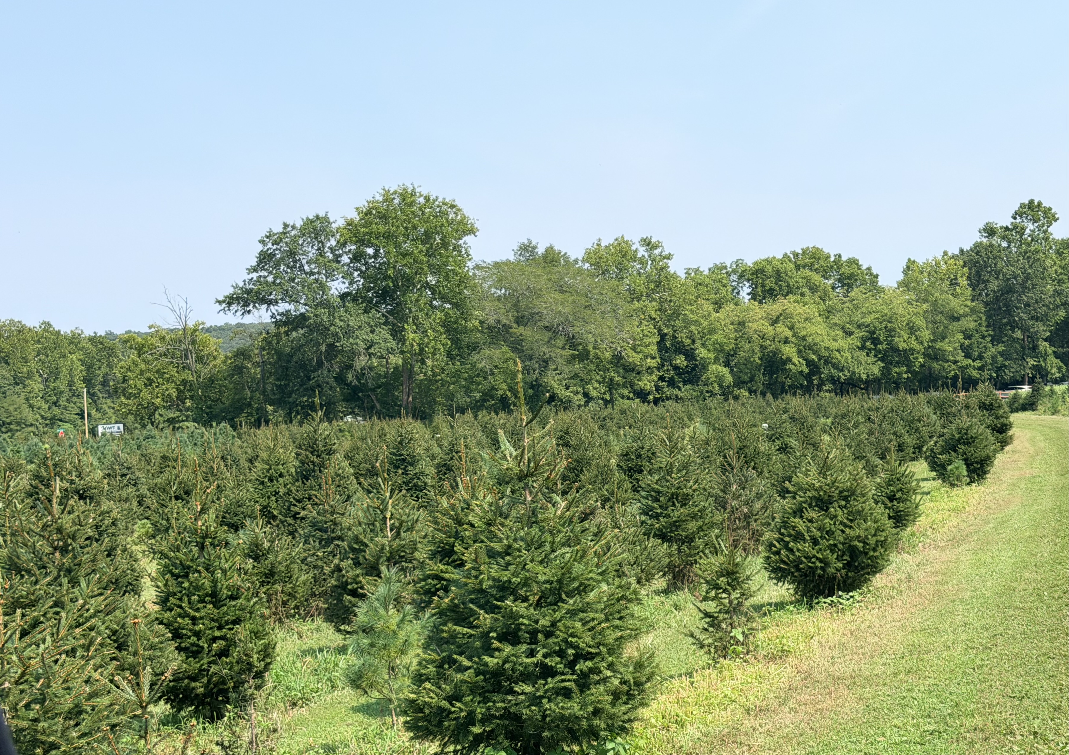 Rows of Christmas trees at Meert Tree Farm