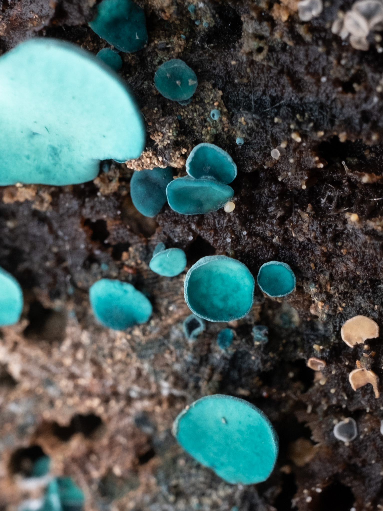 Tiny turquoise cup-shaped fungi on dark, crumbly rotting wood.