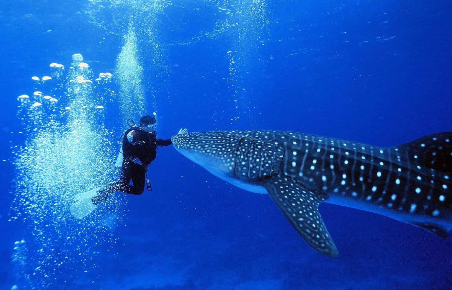 Sharks: The Ocean's Most Misunderstood Superstars