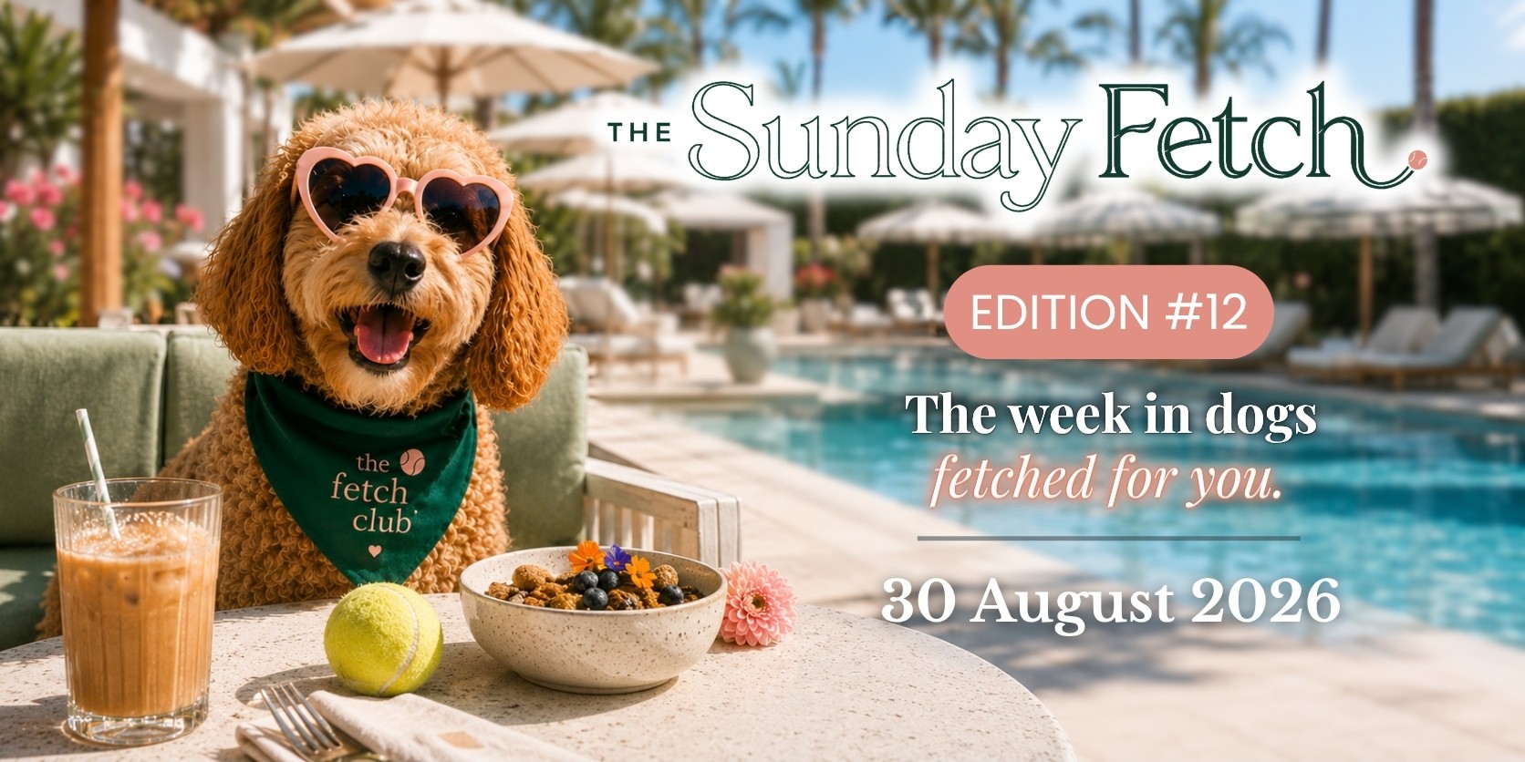The Sunday Fetch Edition 12