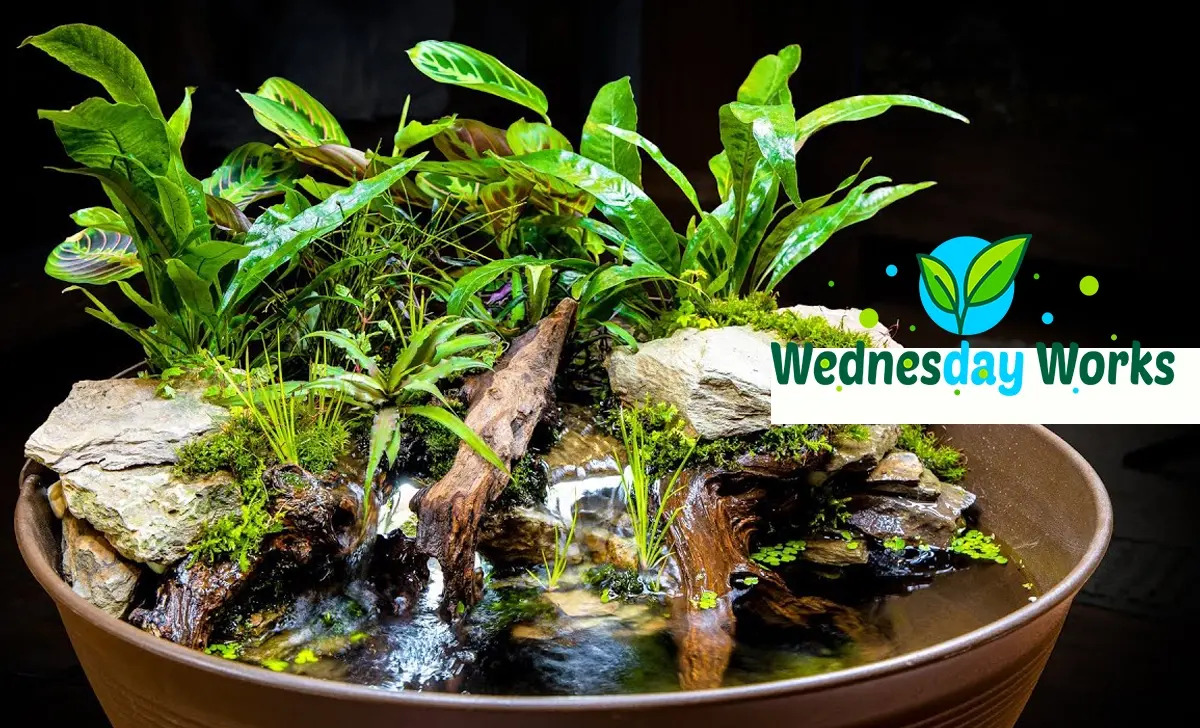 Wednesday Works: DIY Mini Indoor Water Gardens (No Pond Needed), image size:1200x728