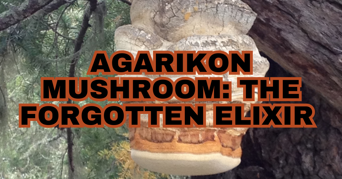 Agarikon Mushroom The Elixir of Longevity