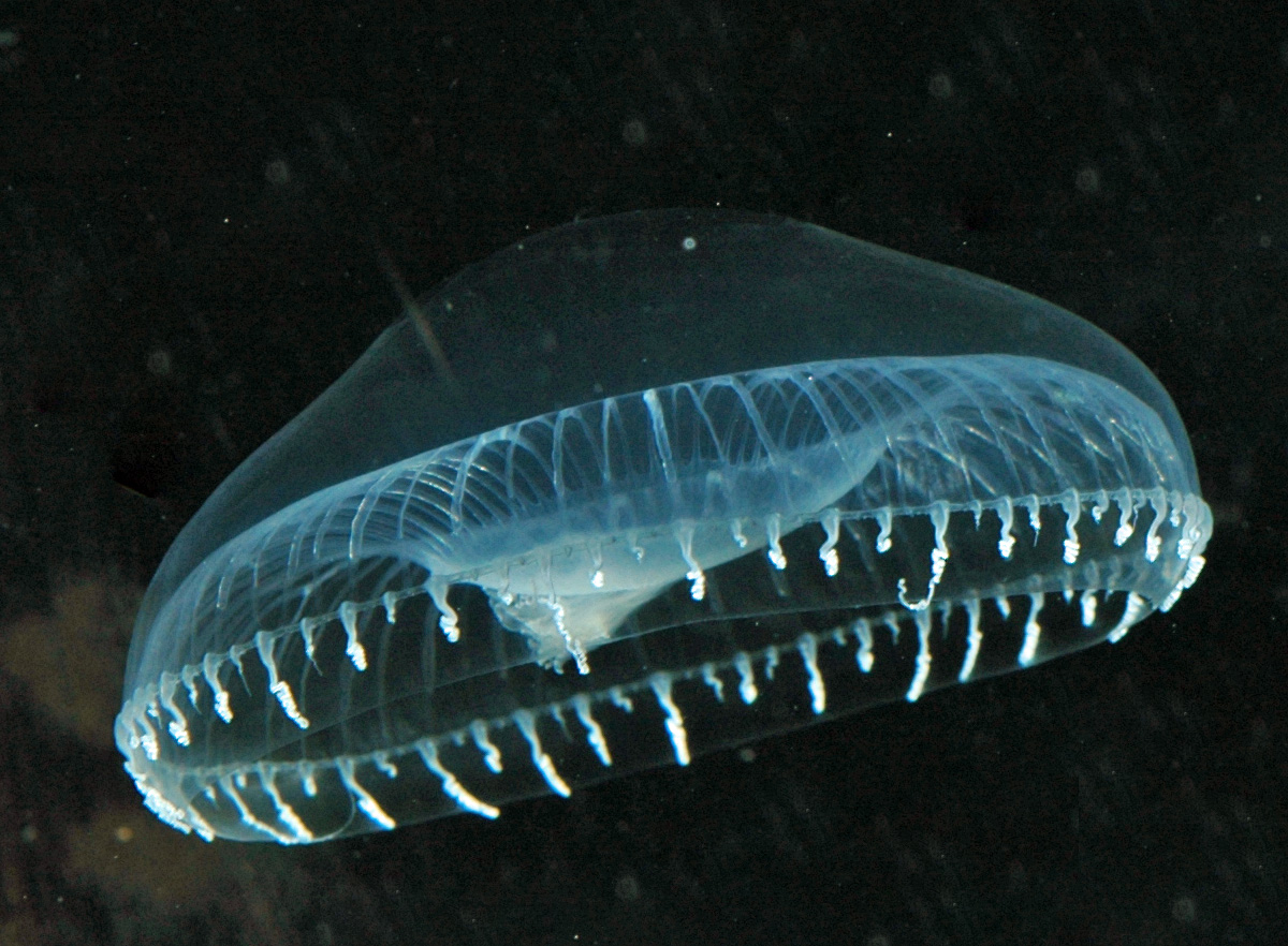 A clear jellyfish glowing faintly green at its edges.
