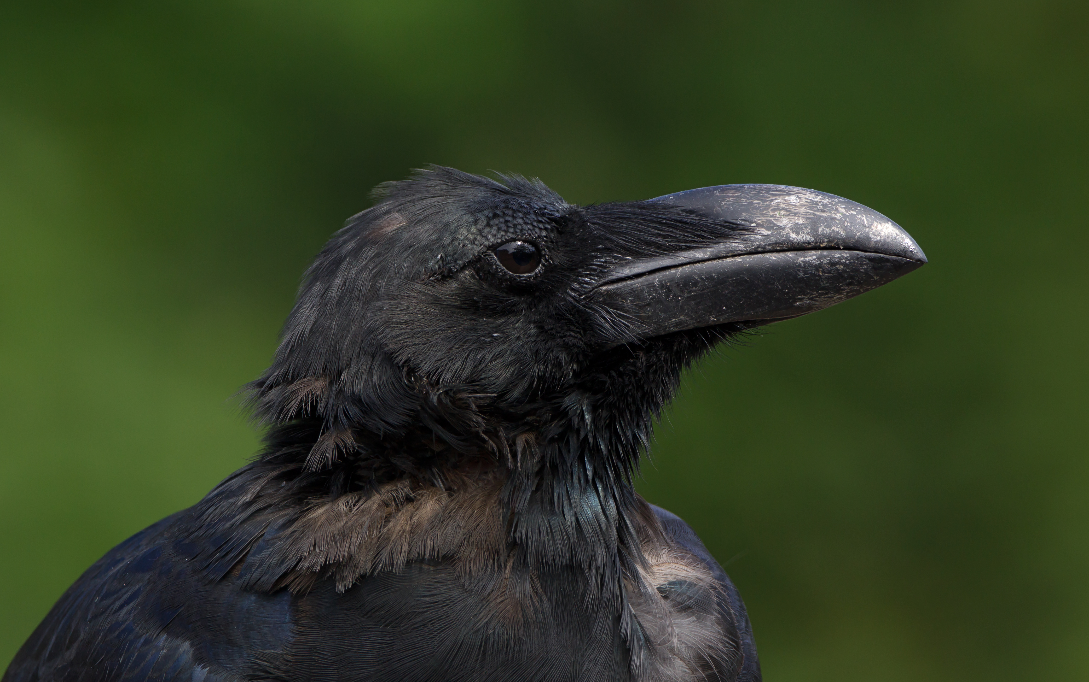 Close-up of a jungle crow perched in a park