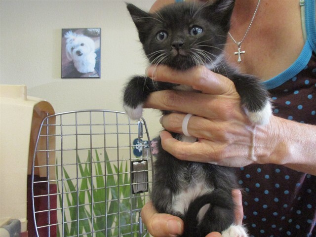 Your Fave Grocer, Eastport Glows, and a Kitten Steals the Show
