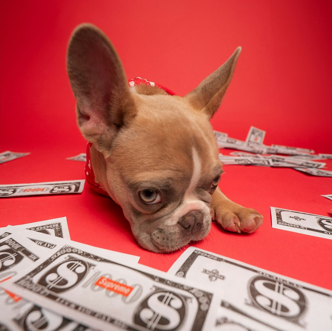 How Much Does it REALLY Cost to Own a Dog?