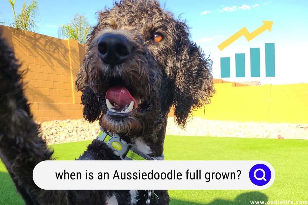 When is an Aussiedoodle Full Grown?