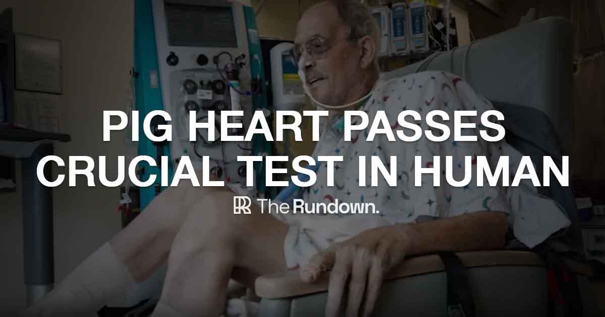 ⚡️ Pig heart injected into HUMAN