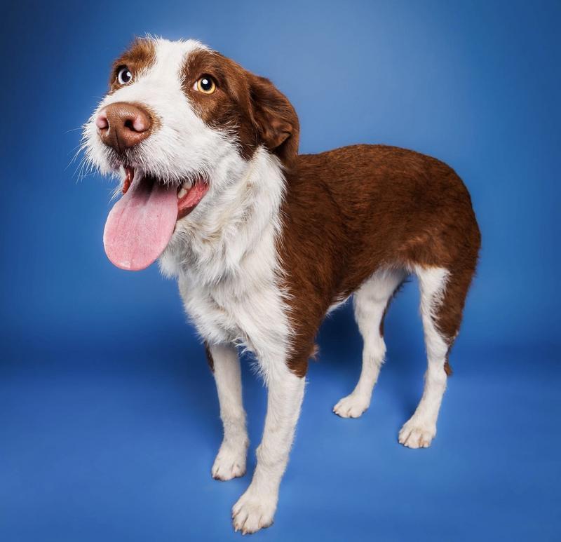 Brownie the Aussiedoodle
