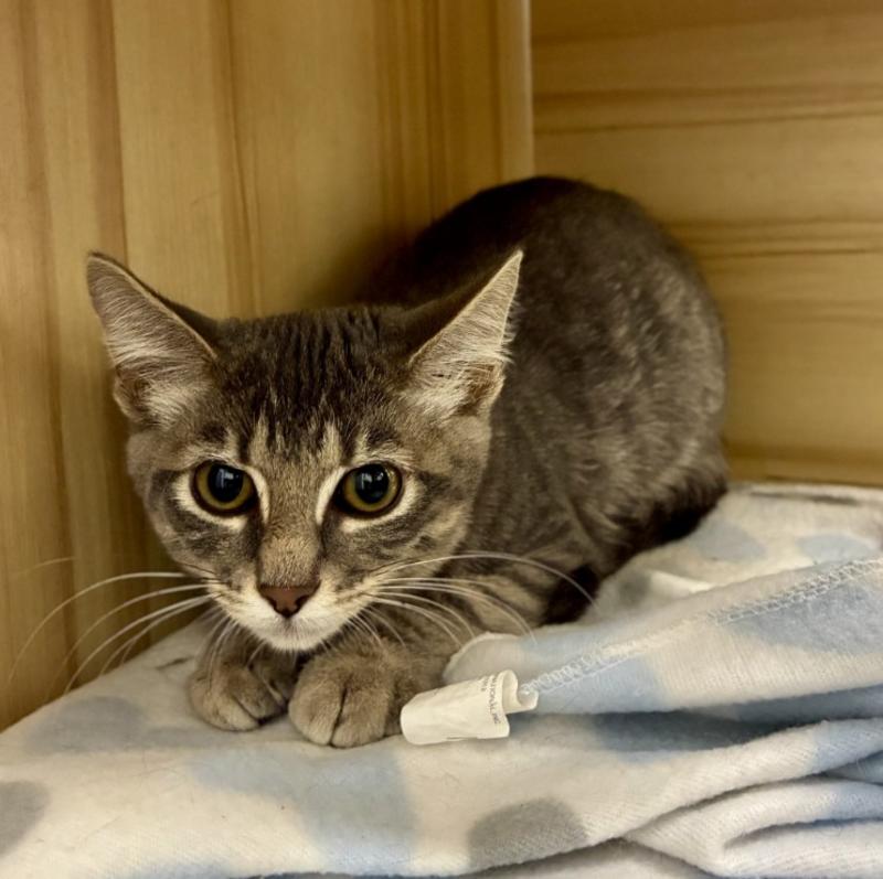 Grey tabby kitten, Animal ID 841375