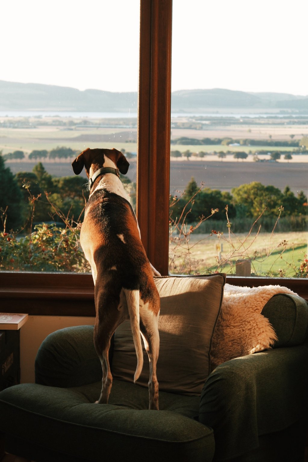 Dog standing on a window seat looking across the Perthshire countryside