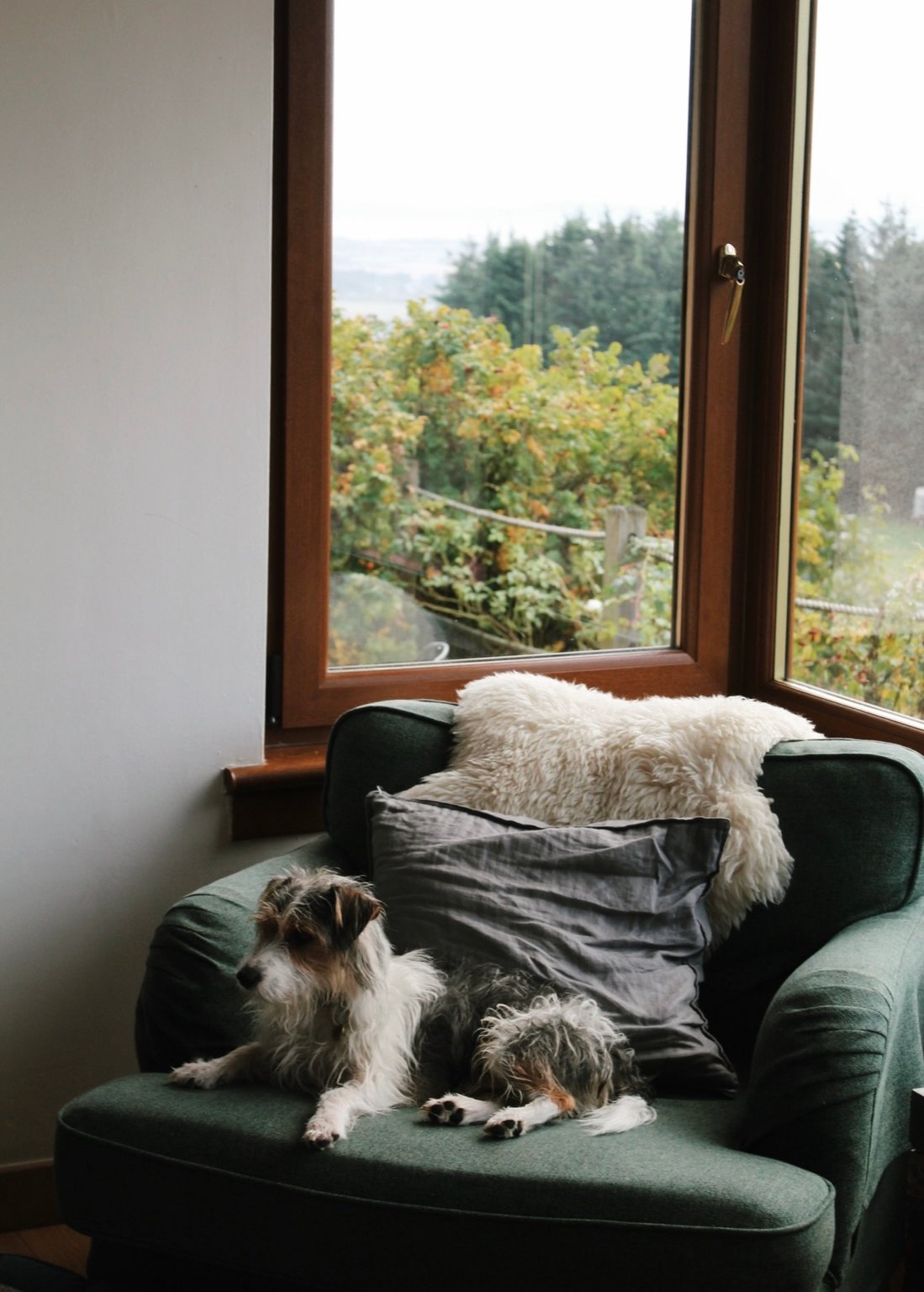 Dog curled on a green sofa beside a window at Guardswell Farm