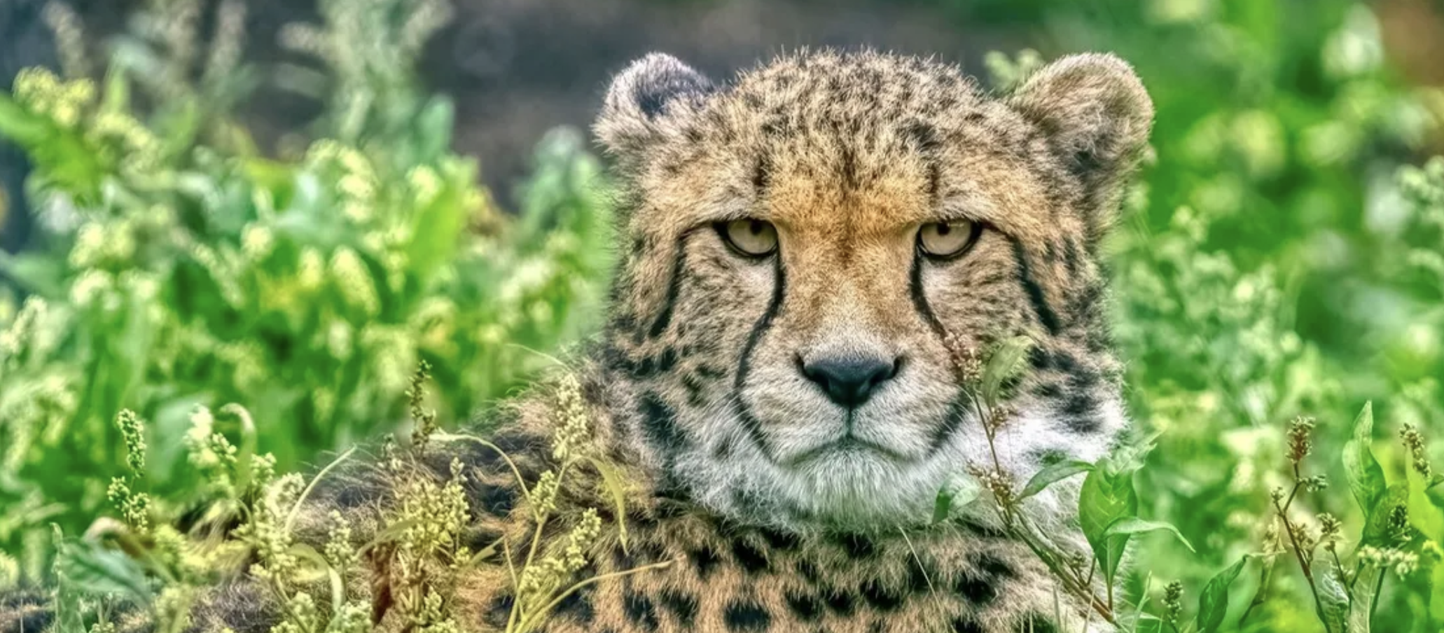 A sweet, shy cheetah next to a ‘never killed a human?’ label with a small asterisk