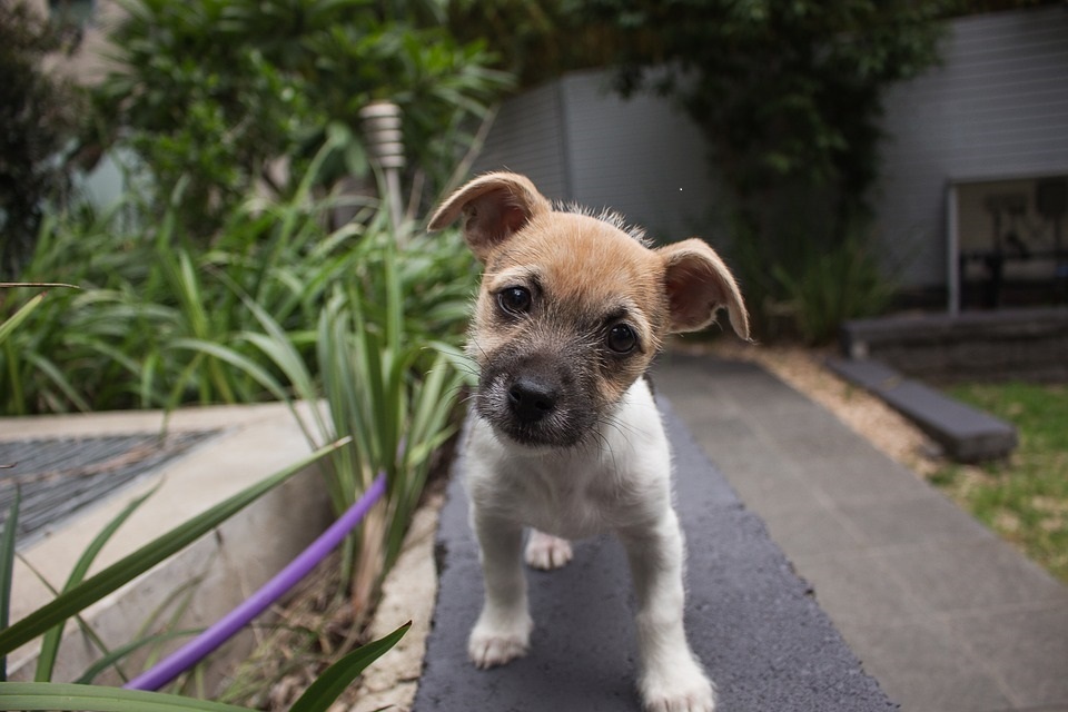 7 Illnesses That Are Common in Puppies
