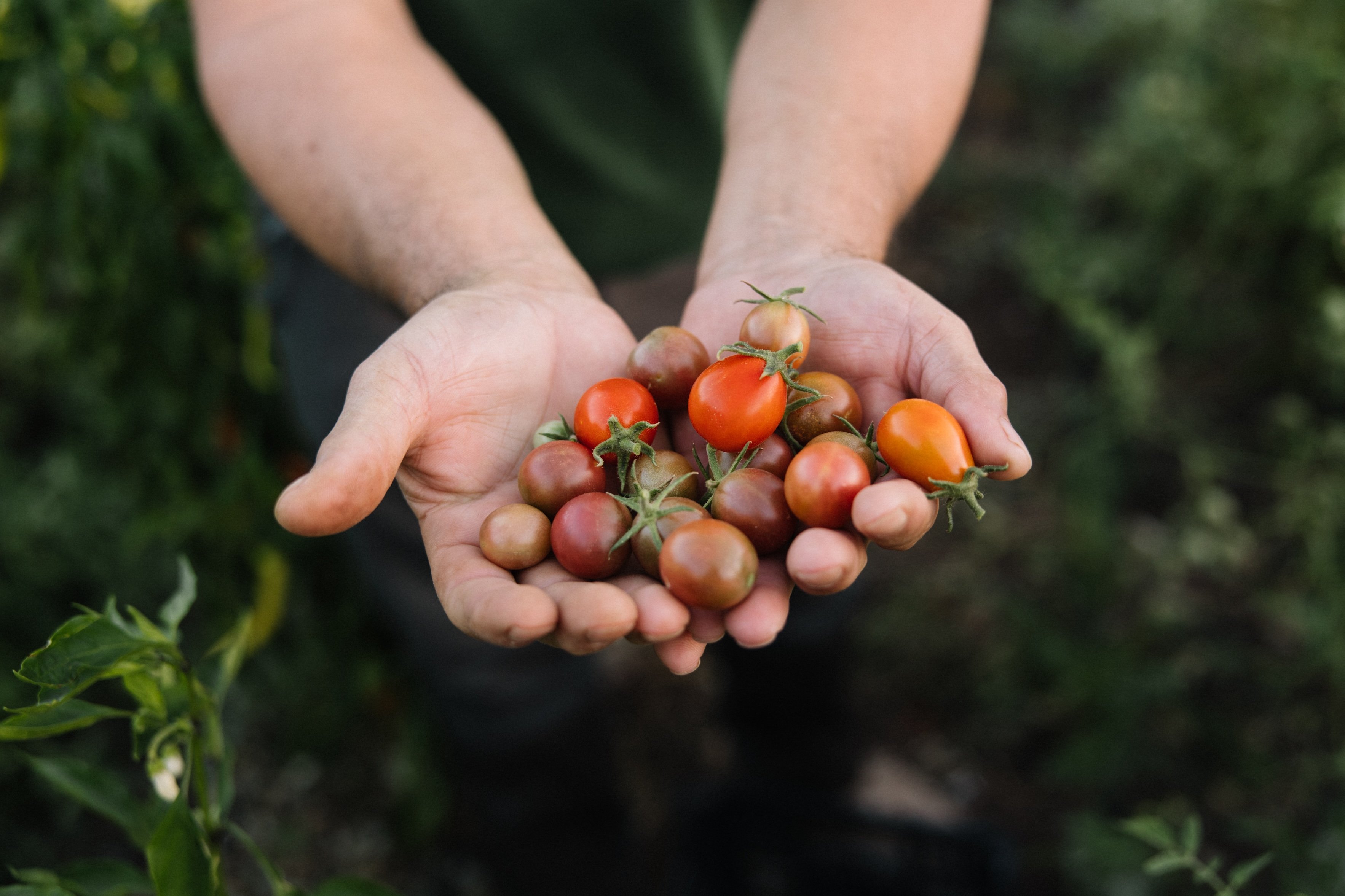 Freshly harvested tomatoes at Finca La Donaira