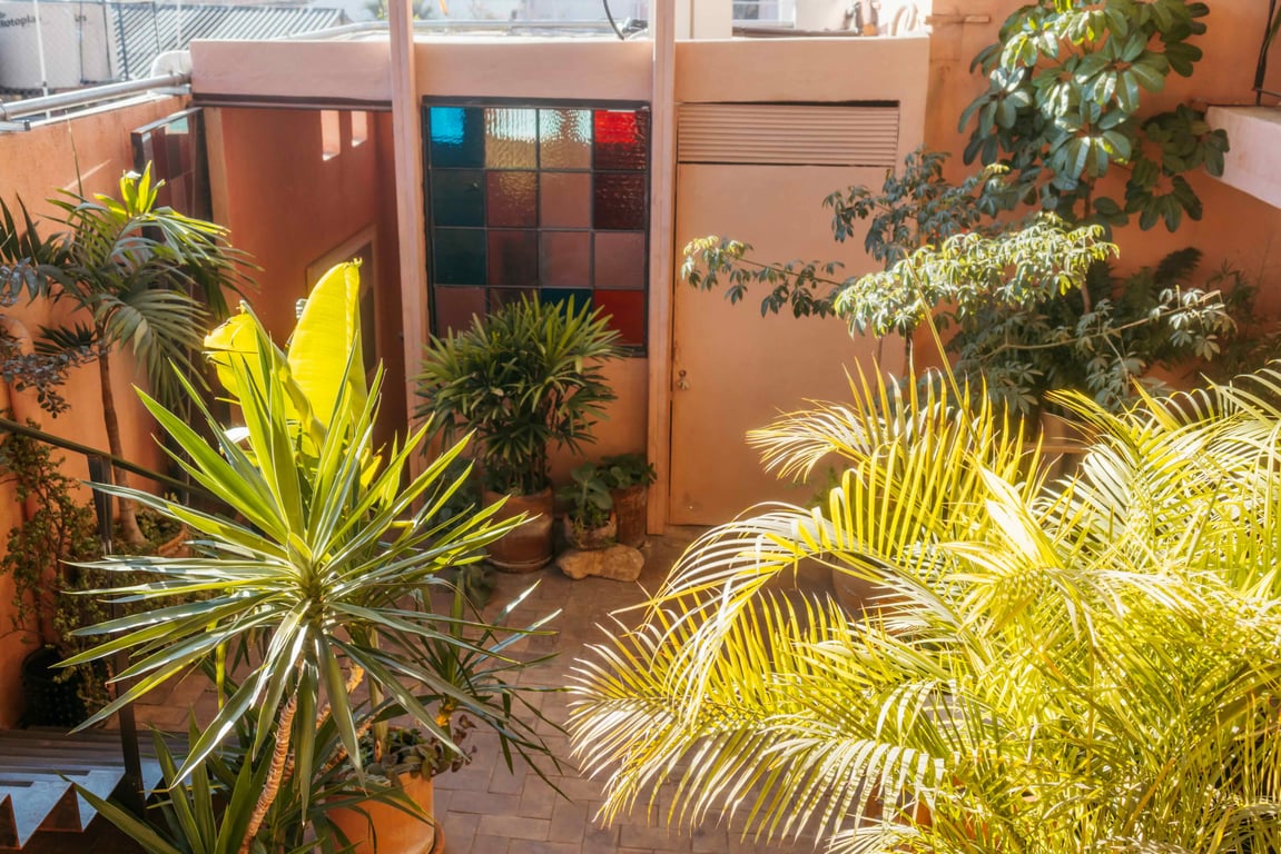 Tropical plants in Boulenc’s colorful courtyard