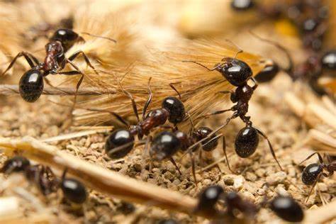 Insects in Spain