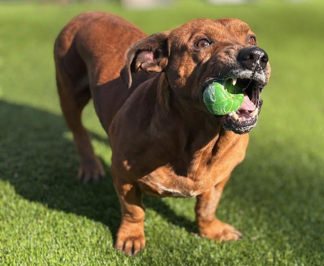 Gunner, adoptable dog of the week