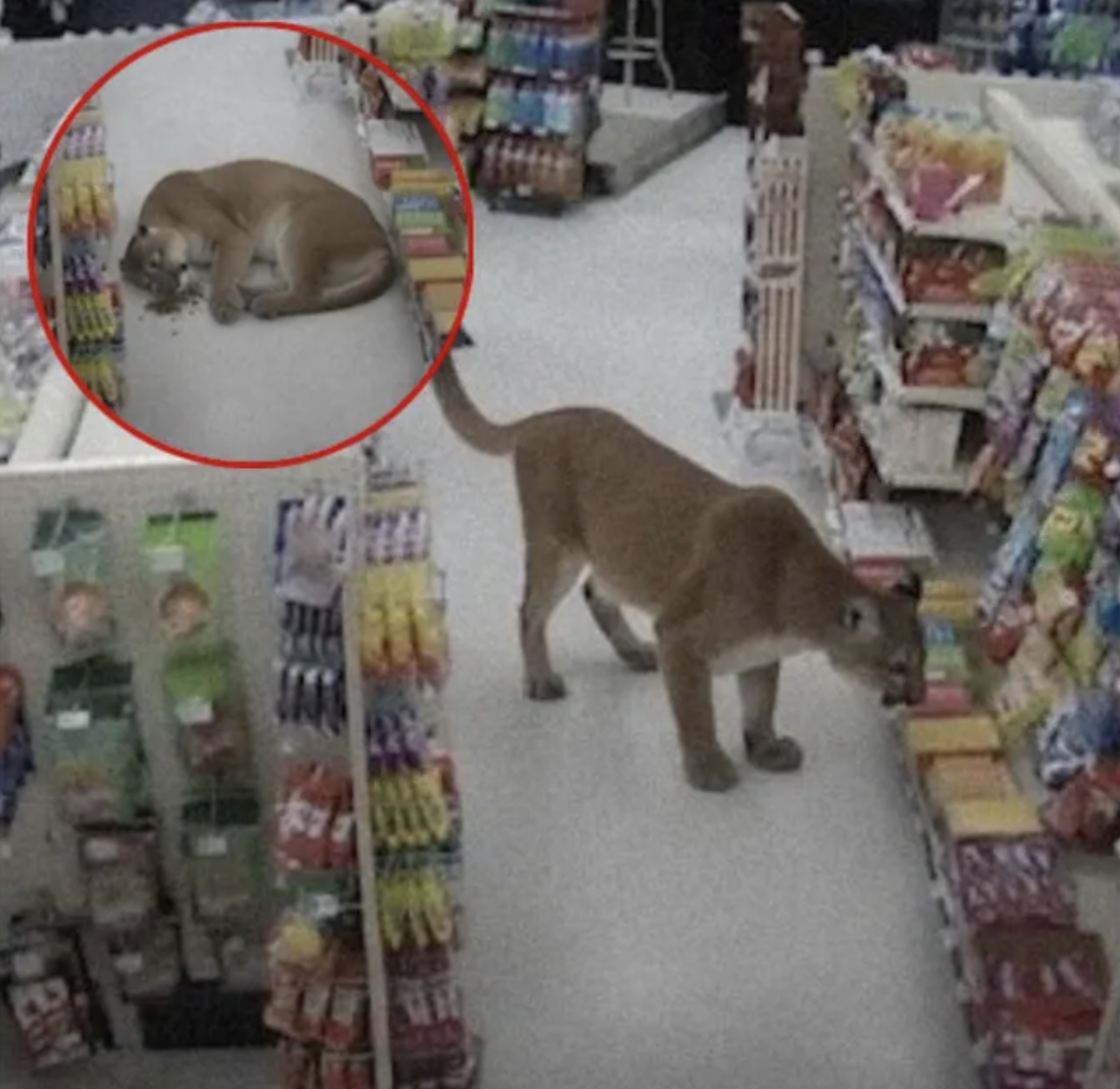 A mountain lion wandering through store aisles and curling up near a pile of catnip, an image reused across multiple fabricated break-in stories