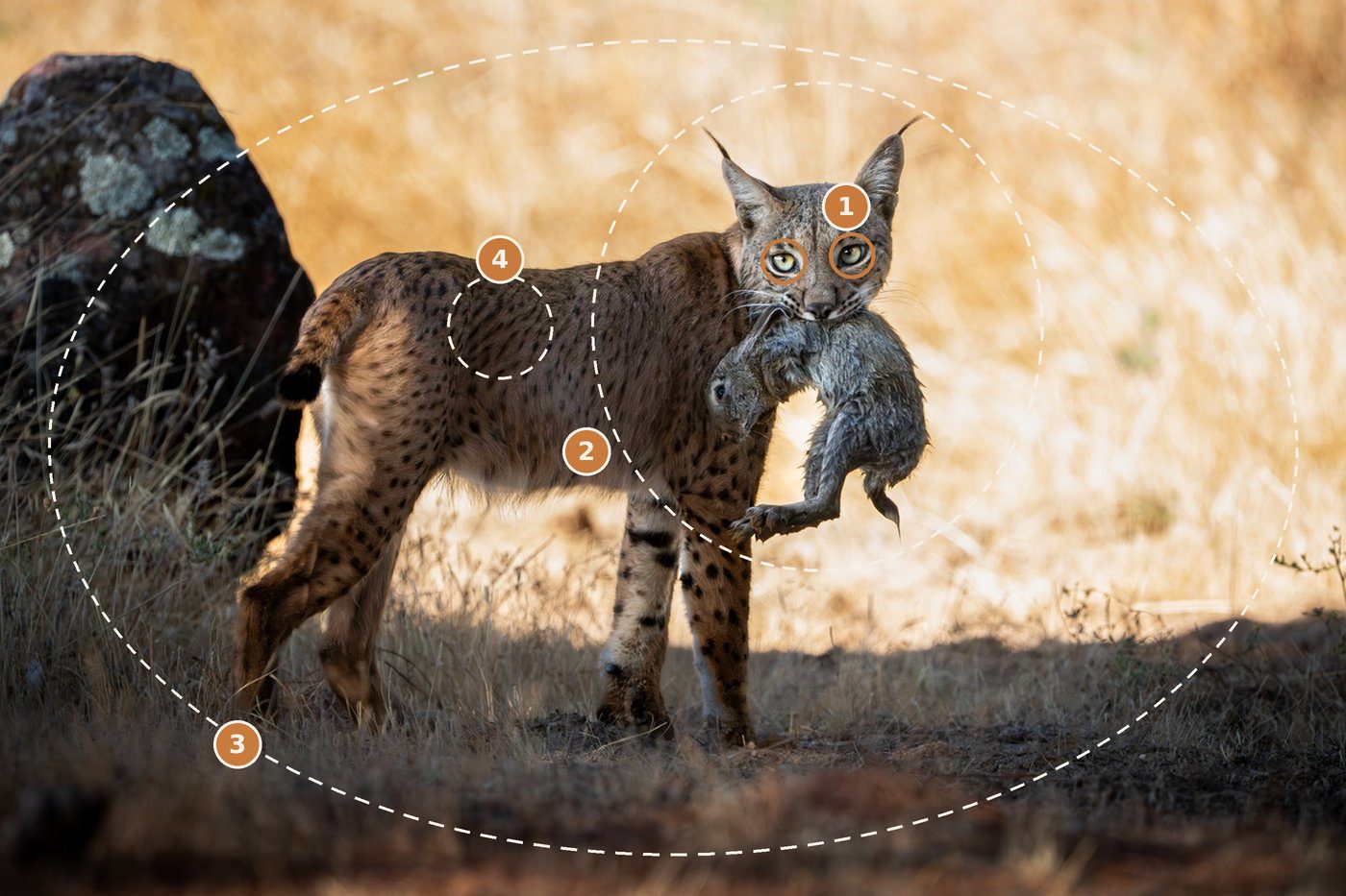 The frame with numbered markers on the eyes, the face radial, the edge falloff and the fur