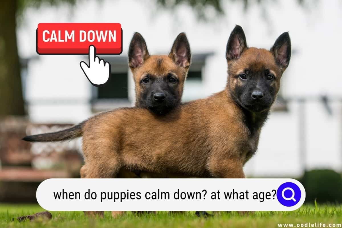 When Do Puppies Calm Down At What Age when-do-puppies-calm-down-at-what-age