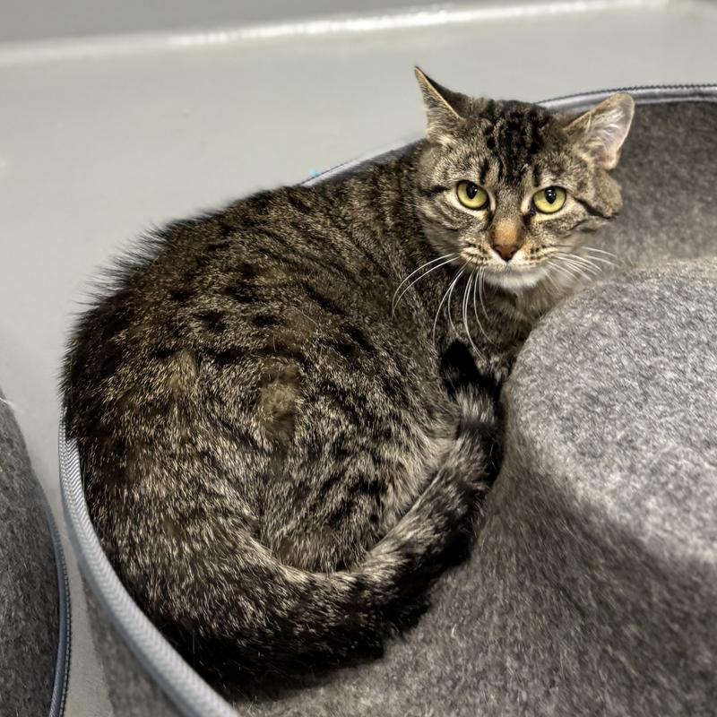 Adoptable brown and black Domestic Short Hair tabby cat