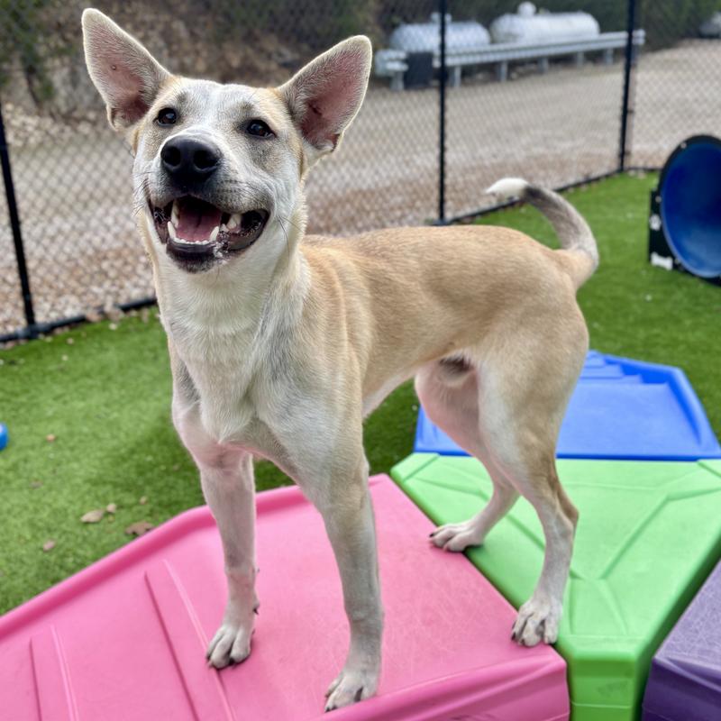 Flukie the Shepherd Husky mix smiling on a play structure