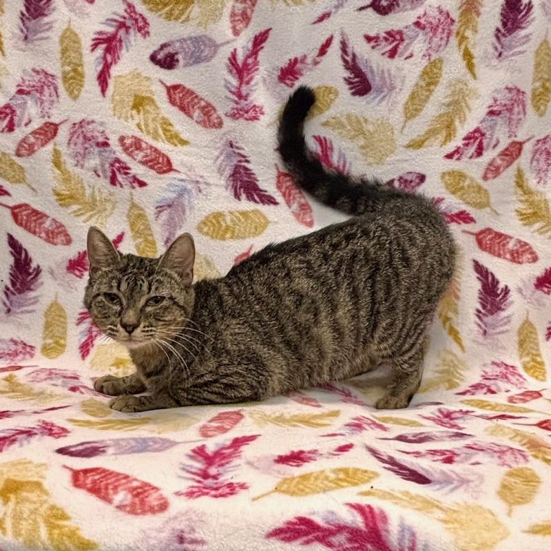 Chanel the cat available for adoption at Jefferson County Animal Resource Center