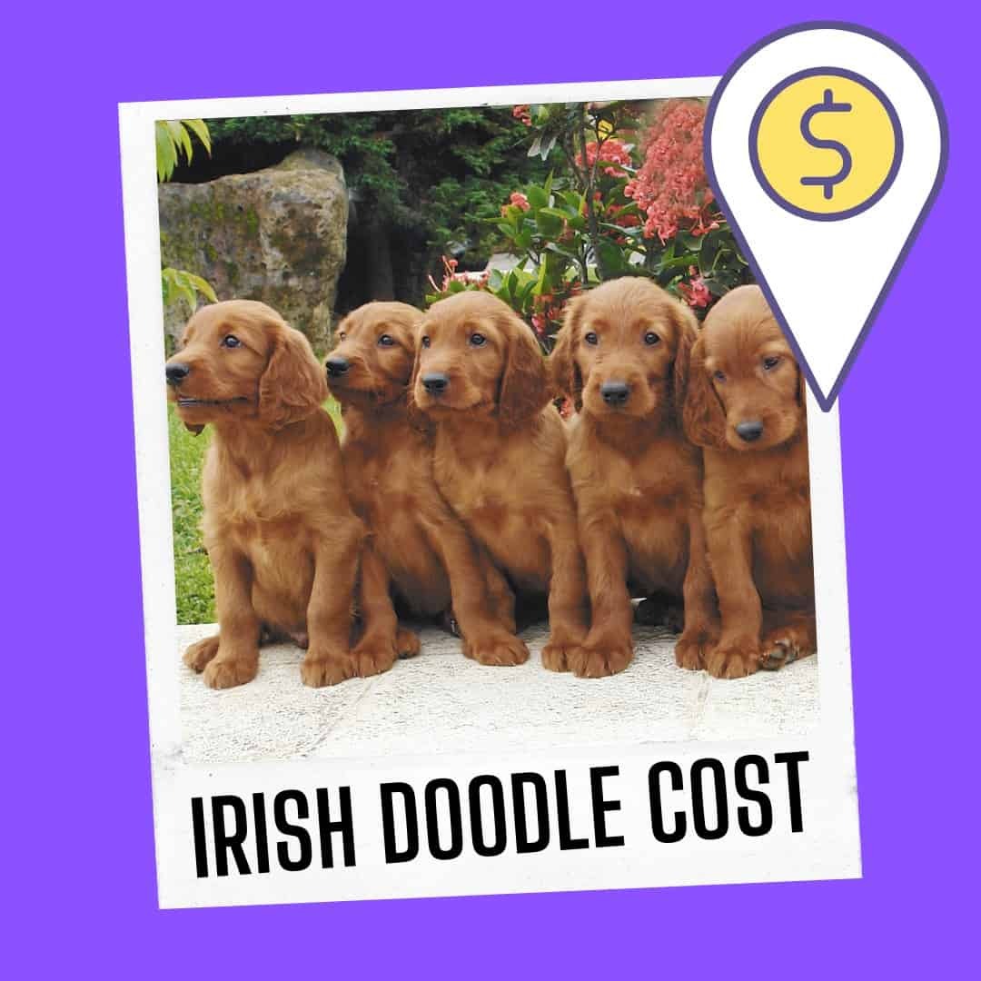 How Much Does an Irish Doodle Cost? [Puppy Price Guide]