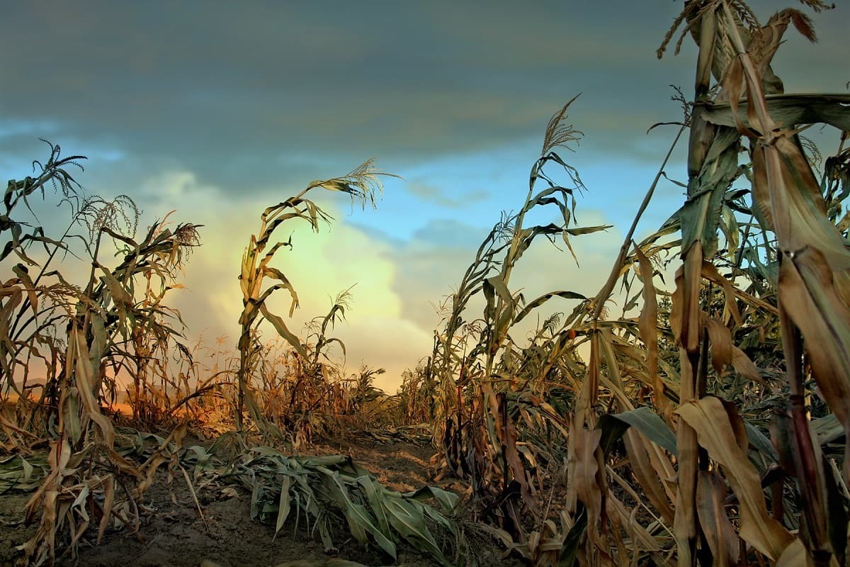Water Strain: AI’s Thirst in Drought-Hit Regions