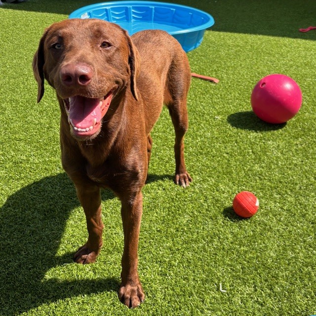 Dollar Bill, a chocolate Lab mix available for adoption