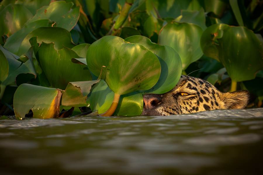 Just the eyes and nose above the waterline