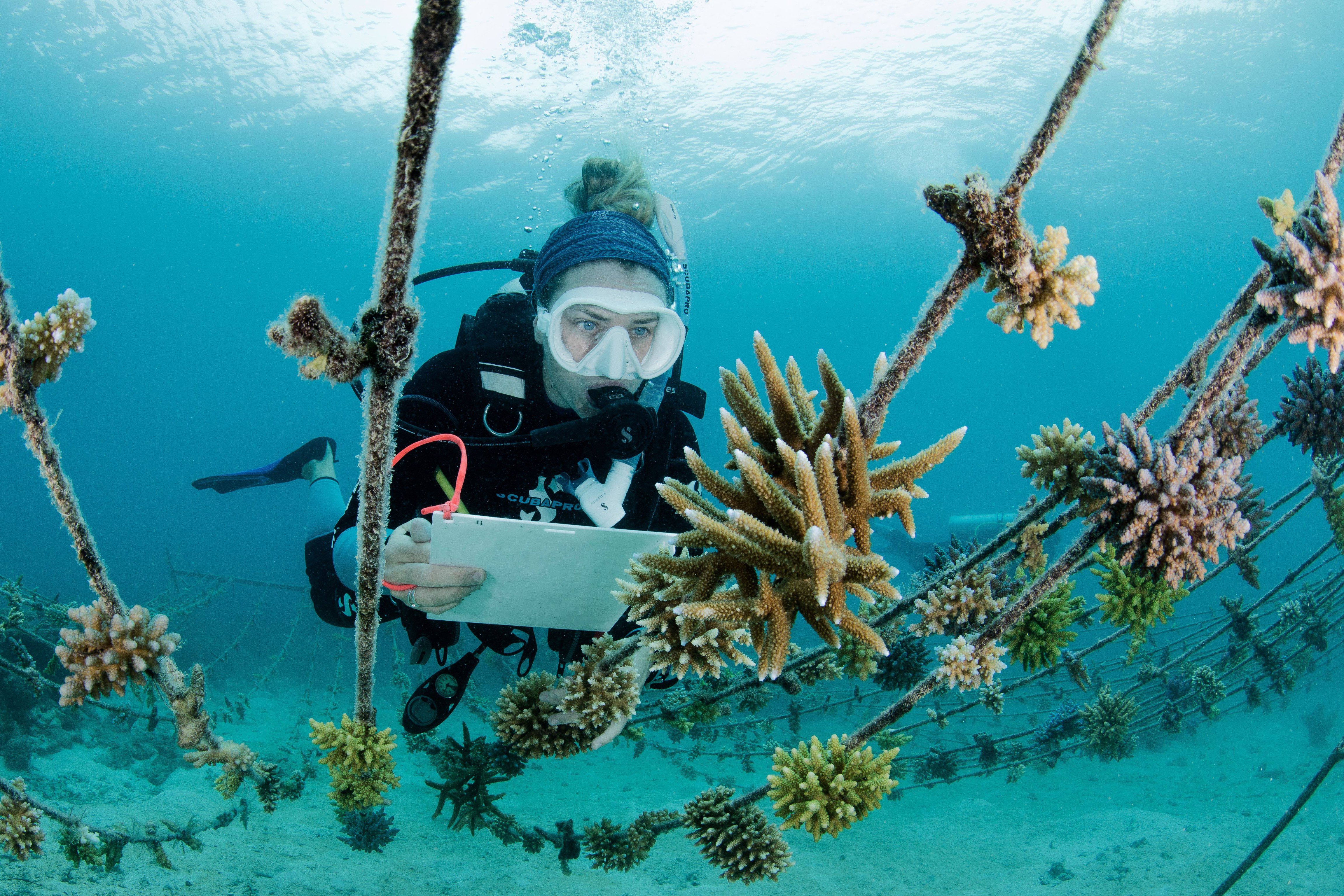Diver tending coral in an underwater nursery at Kokomo Private Island