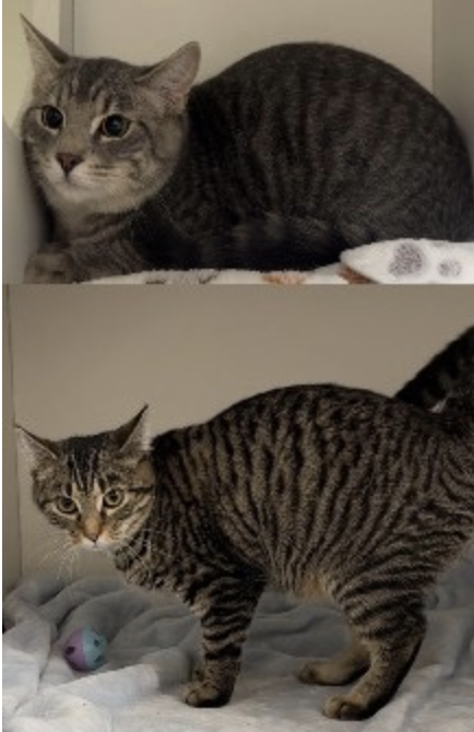 Mario and Luigi, two friendly six-month-old kitten brothers available for adoption