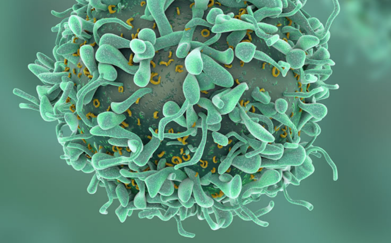 Immutep interview with CEO Marc Voigt