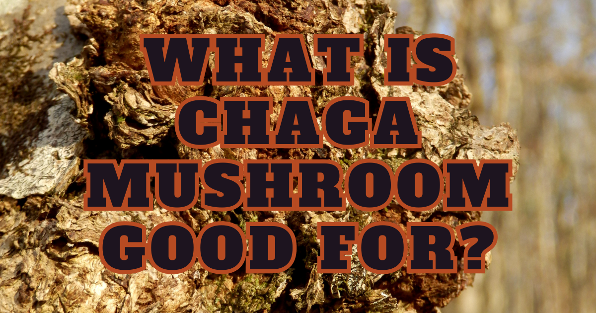 What is Chaga Mushroom Good For?