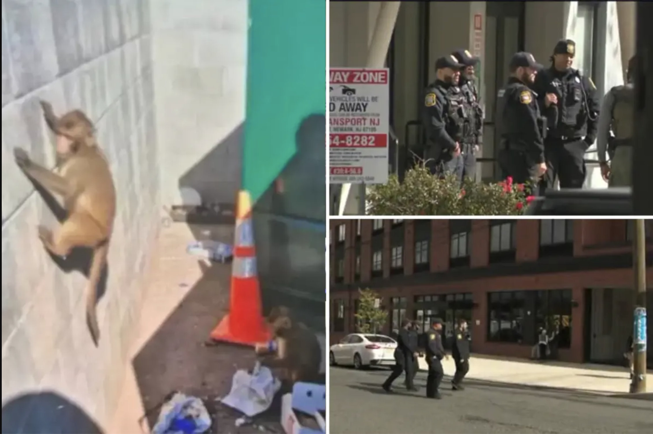 A monkey appearing to climb near dumpsters at an apartment complex, an image that sent real police and animal control on a hours-long search