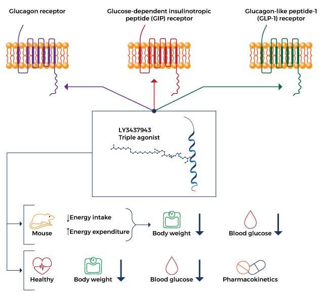 retatrutide a glp 1 First Retatrutide phase 3 data, a Triumph of Science!