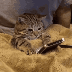 A cute cat GIF