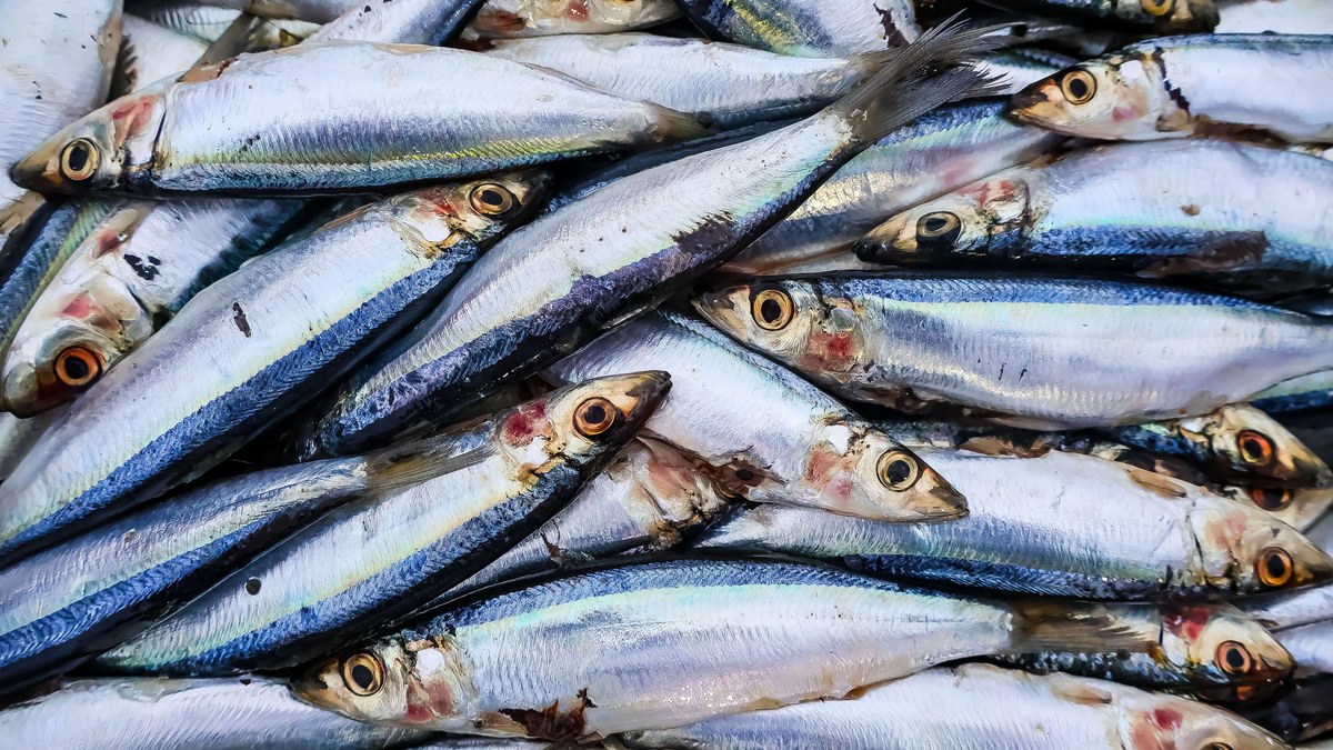 Canned sardines on a plate