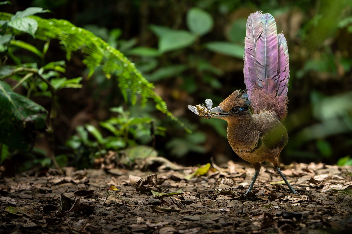 Rufous-vented Ground-Cuckoo on the forest floor with a cicada in its bill, tail cocked up