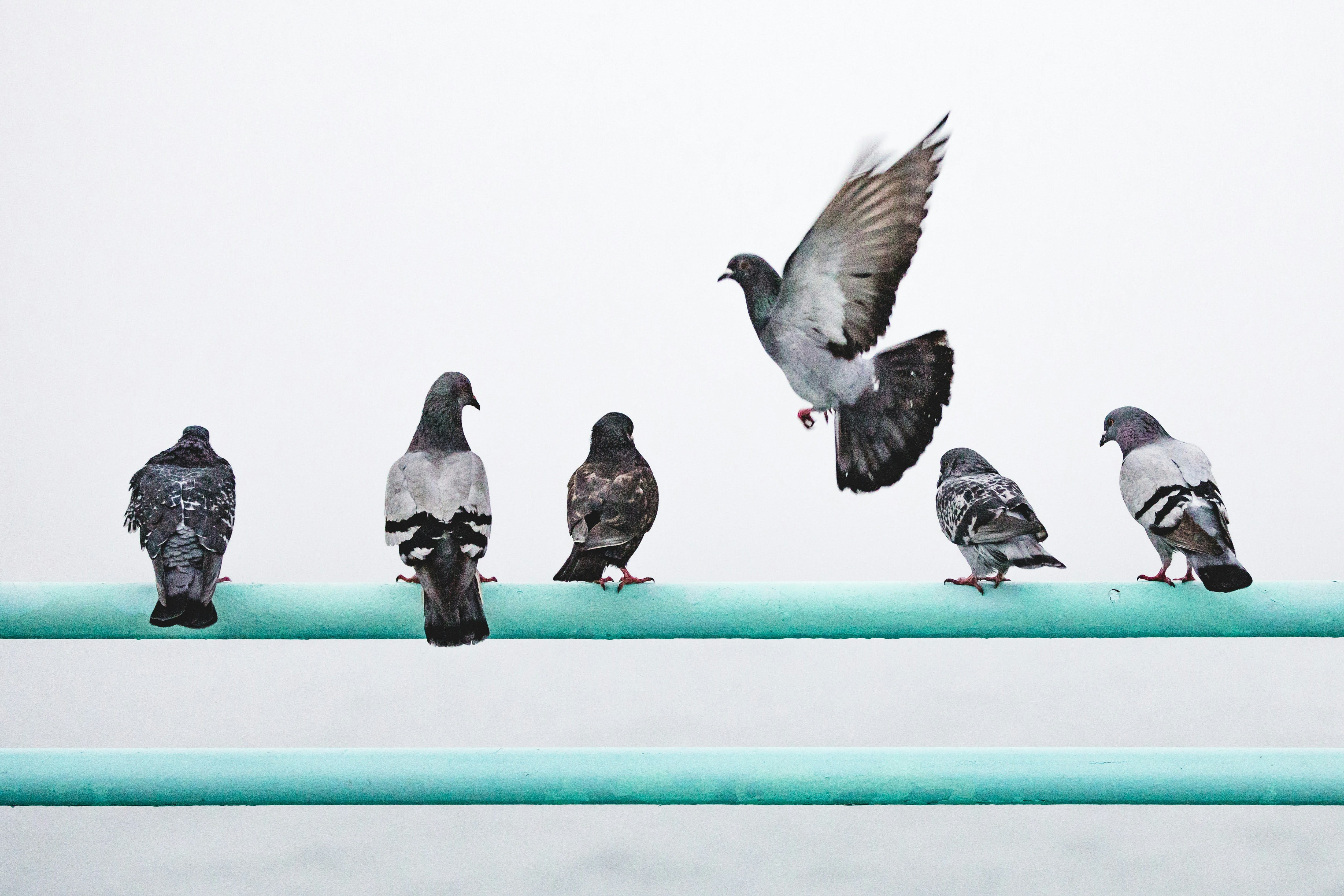 Don't Be a "Pigeon" CEO
