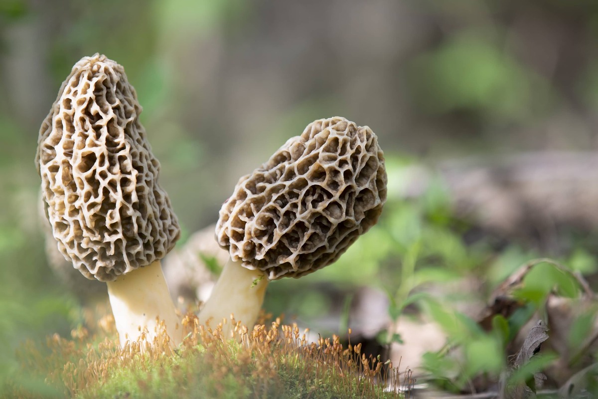 Wisconsin The Morel Mushroom Capital of America