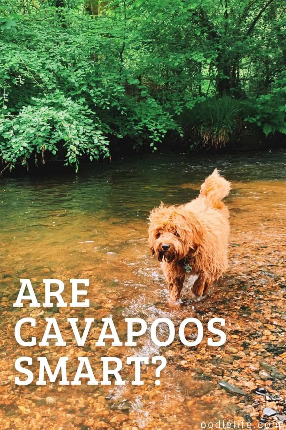 Are Cavapoos Smart? [Clever Puppies?]